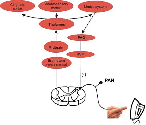 Chemokines And The Pathophysiology Of Neuropathic Pain Pnas