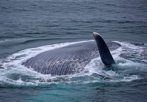 Humpback Whale Arctic Spitsbergen Longyearbyen Antarctica Argentina