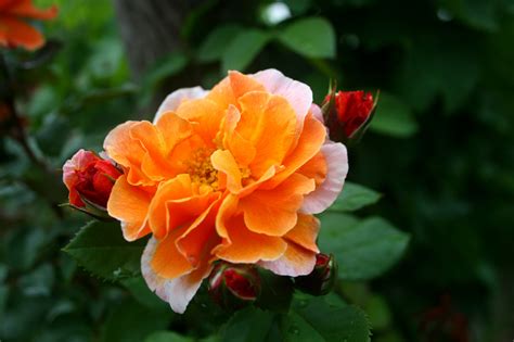 Obrázky Na Plochu Krásny Zavrieť Kvety Záhradné Príroda Oranžový Ruža Letné žltá