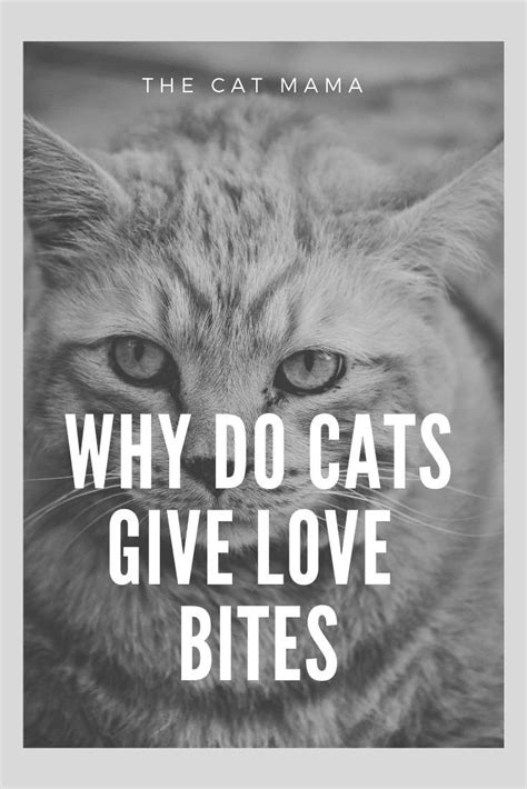 Do Cats Give Love Bites What Does It Mean When Your Cat Bites You Cat Biting Mama Cat First