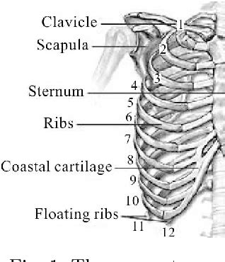 Anatomy diagram rib area | they also have a role in. Rib Cage Diagram : The Finite Element Model Of The Human Rib Cage Semantic Scholar / Rib cage ...