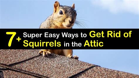 7 Super Easy Ways To Get Rid Of Squirrels In The Attic