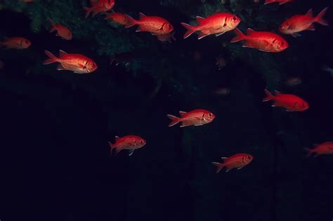 Premium Photo Flock Of Fish In The Sea Background Underwater View