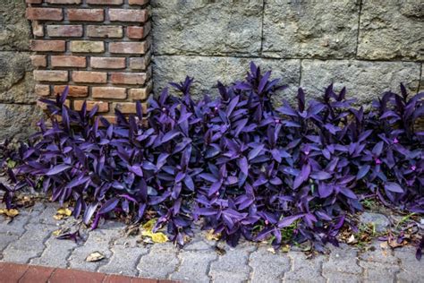 Tradescantia Pallida Purple Queen Santhi Online Plants Nursery