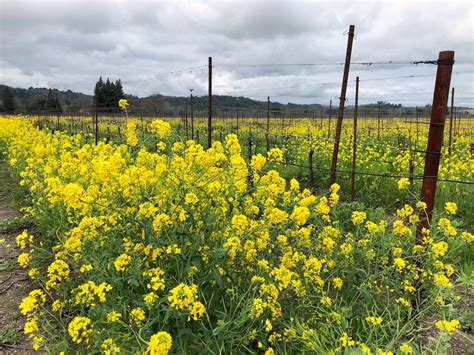 A Field Full Of Yellow Flowers Next To A Barbed Wire Fence On A Cloudy Day