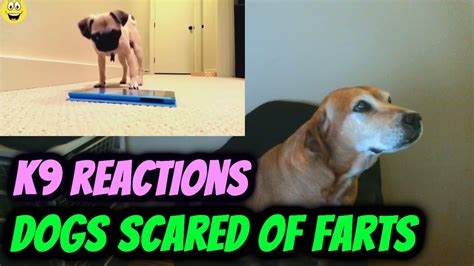 Funny Dogs Scared Of Farts Compilation 2015 Reaction Youtube
