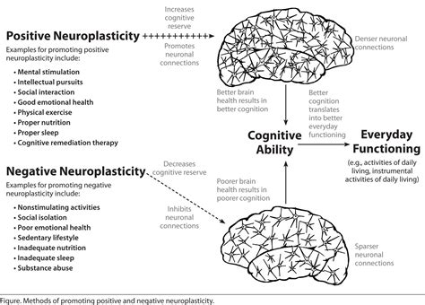 neuroplasticity brain diagram