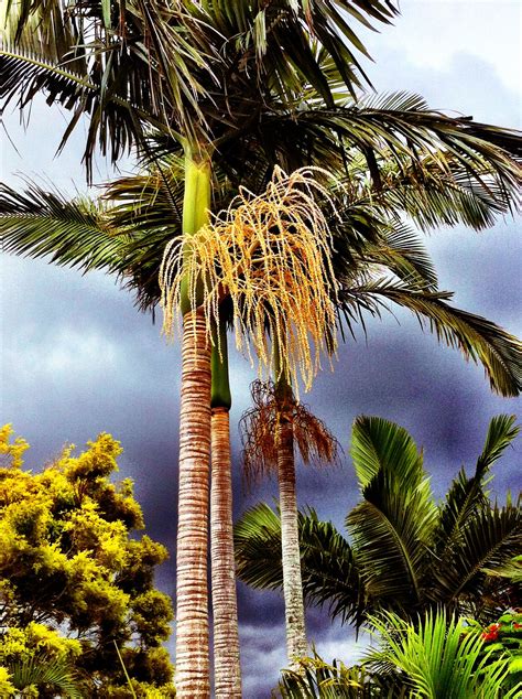 Australia local weather forecast and australia weather news including local australian storm warnings. Brisbane, stormy weather | Stormy weather, Weather storm ...