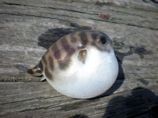 Warna coklat menandakan darah sudah cukup lama berada di rahim sehingga warnanya tak lagi jika setelah tes hamil, perdarahan berwarna merah atau coklat terus berlangsung lebih selama 5. Bulumanis tersenyum: Tambak tradisional, aneka hasil dan ...