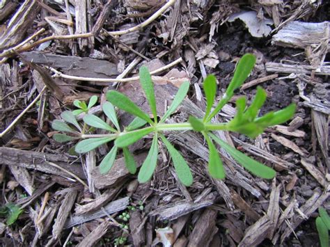 Purdue Turf Tips Winter Annual Weeds