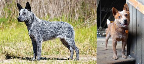 Red Heeler Vs Australian Stumpy Tail Cattle Dog Breed