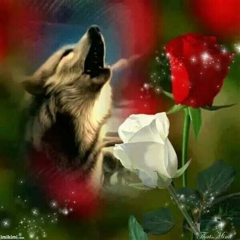 Beautiful Wolf And Rose Wolf Pictures Beautiful Wolves Brotherhood