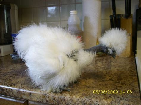 Naked Neck Silkies Between Silkie And Naked Neck Turken