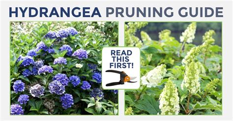 Hydrangea Pruning Chart For Beginner Gardeners — Empress Of Dirt