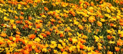 Spring Is Here Stock Photo Image Of Yellow Daisies 195960708