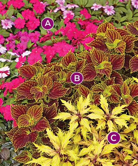 Colorful Coleus Plant Combinations Garden Gate