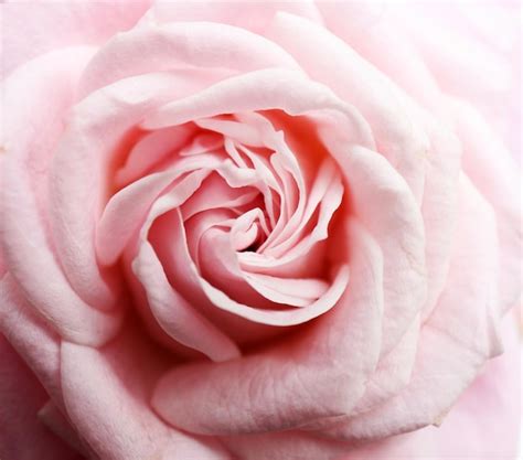 Premium Photo Beautiful Pink Rose Closeup