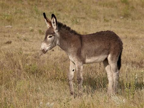 Young Wild Burro Donkey Equus Asinus Equus Africanus Asinus