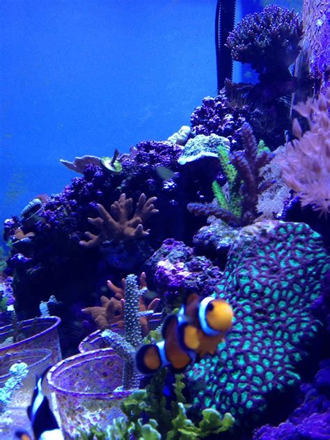 My 120 Gallon Reef Aquarium Reef Aquarium Aquarium Fish Pet