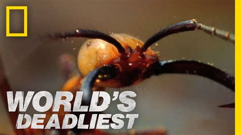 Army Ants Eat Everything Worlds Deadliest Youtube