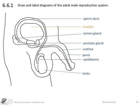 49 Unlabeled Diagram Of The Male Reproductive System Background