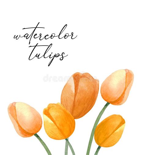 Watercolor Hand Painted Tulips Card Colorful Tulips On White
