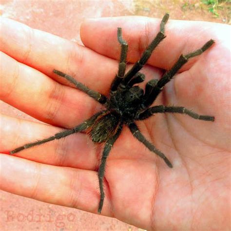 São várias as espécies de aranhas que chamamos de caranguejeiras; Insetologia - Identificação de insetos: Aranha ...