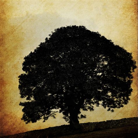 Tree Silhouette Old Background Free Stock Photo Public Domain Pictures