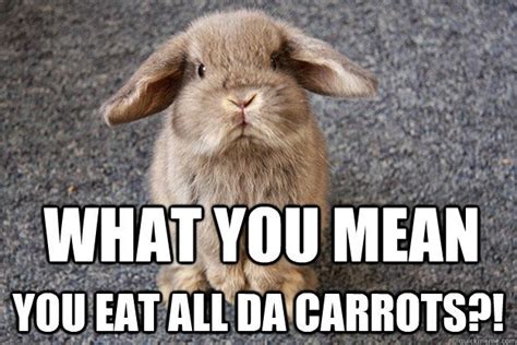 20 Very Funny Rabbit Meme Photos And Pictures Baby Animals Funny