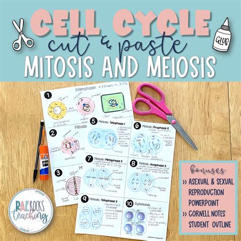 Cell Cycle Of Mitosis Rae Rocks Teaching