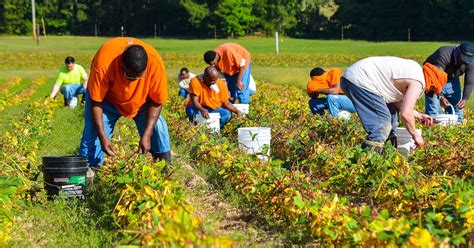 Bossier Inmates Harvest Vegetables At Pea Farm