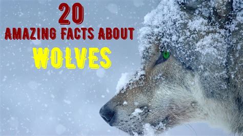 20 Amazing Facts About Wolves Youtube
