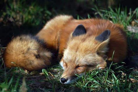 Where Do Foxes Sleep Complete Sleeping Habits Guide Survival Freedom