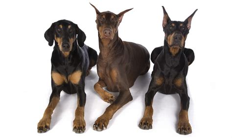 Doberman Ear Cropping Everything You Need To Know Vlrengbr
