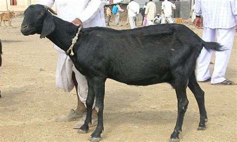 Osmanabadi Goat Farming And Information On Osmanabadi Breed