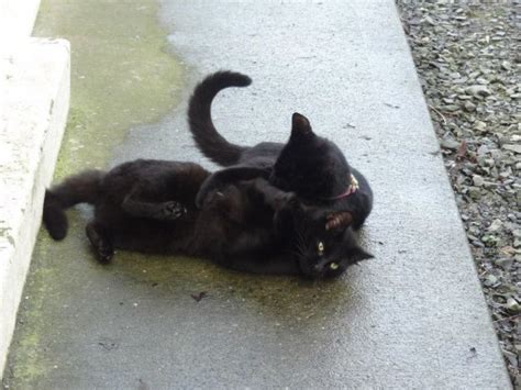 Blind Kitten Called Lorcan Shows The Need For Spaying Feral Cats