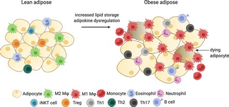 Immune Cell Changes In Response To Obesity In Adipose Tissue Lean