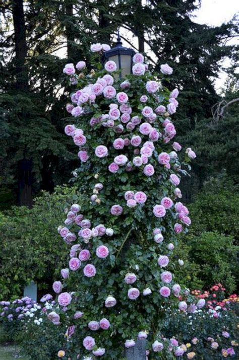Breathtaking 40 Awesome Eden Rose Garden To Enhance Your Beautiful