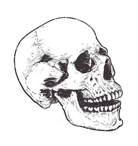 Anatomic Skull Vector 305697 Download Free Vectors Clipart Graphics