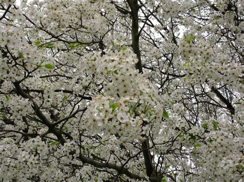 Flowering Spring Tree Trees Free Nature Pictures By Forestwander