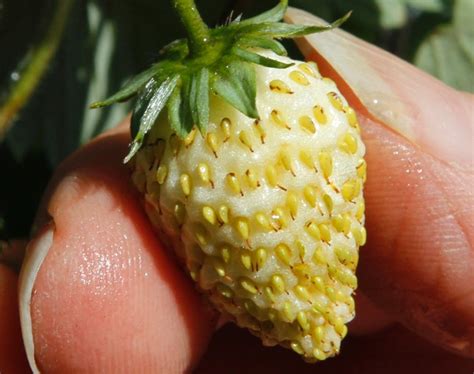 Fruit and veg fruits and vegetables fresh fruit weird fruit strange fruit unusual plants exotic plants tropical fruits colorful fruit. Yellow woodland berry - Photos - Weird fruits and vegetables - NY Daily News