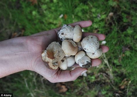 Forests Stripped Of Mushrooms By Gangs After Best Crop In Years Daily