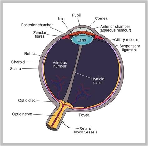 Where Is Eye Archives Graph Diagram