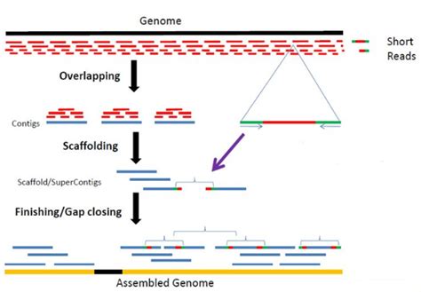 Whole Genome De Novo Assembly Supporting De Novo Assembly Training