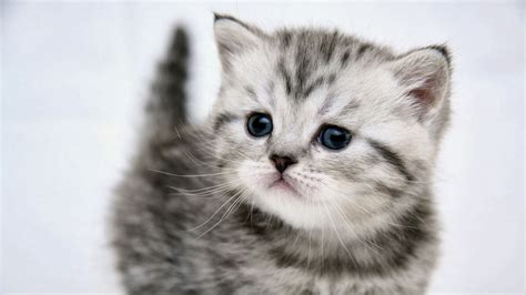 You name it, we've got it! Cute grey Kitten
