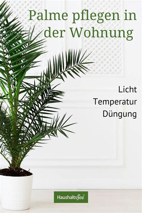 Die gefühlten temperaturen liegen bei 11 bis 24°c. Palme pflegen in der Wohnung: Licht, Temperatur und ...