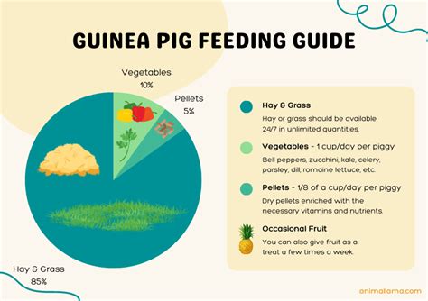 Guinea Pig Feeding Schedule How To Feed Guinea Pigs