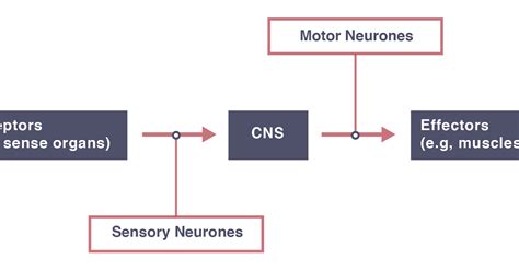 Igcse Biology 2017 282 Understand That A Coordinated Response Requires A Stimulus A Receptor