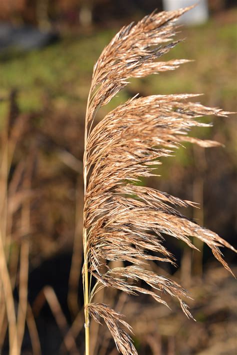 Grassreednaturedryfree Pictures Free Image From