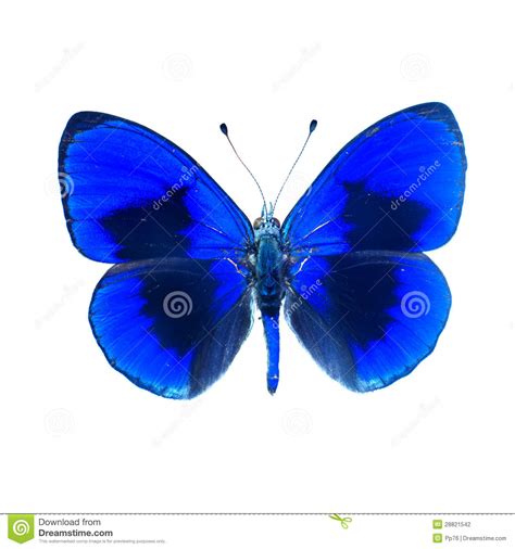 Butterfly On A White Background In High Definition Stock